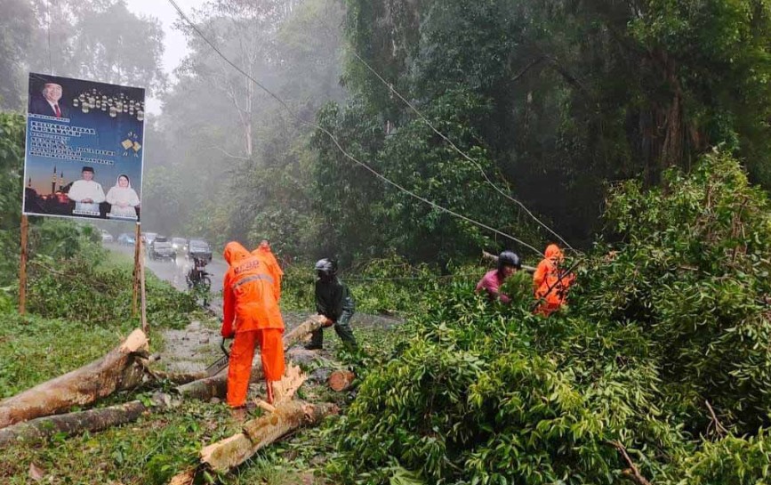 Imbau Masyarakat Waspada Pohon Tumbang