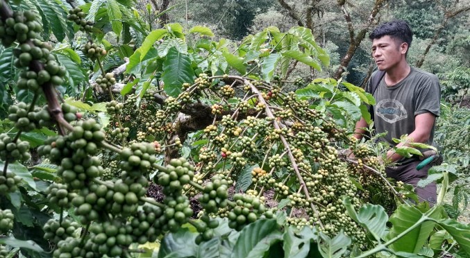 Masa Panen, Harga Kopi Turun