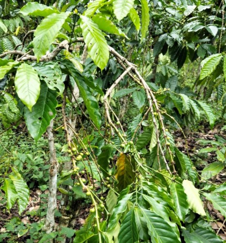 Resah! Pencurian Kopi hingga Sawit Marak di Muaradua