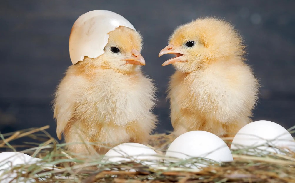 Telur Duluan atau Ayam? Sains & Kuantum Punya Jawabannya!