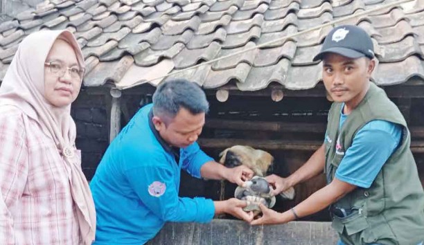 OKU Timur Surplus Hewan Kurban, Siap Suplai ke Luar Daerah