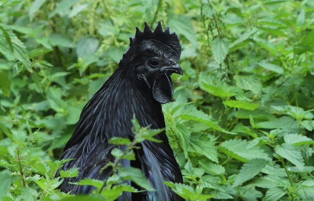 Termahal di Dunia, Inilah Keunikan Ayam Cemani yang Menarik Perhatian Para Peneliti dan Mistis
