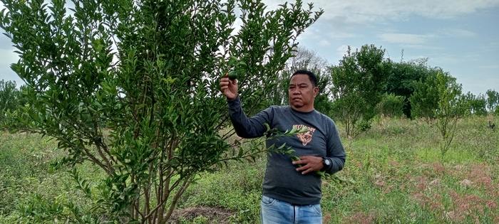 Perkebunan Jeruk Manis  BW  Tumbuh Subur di Wilayah ini, Target Panen Jeruk hingga 70 Ton