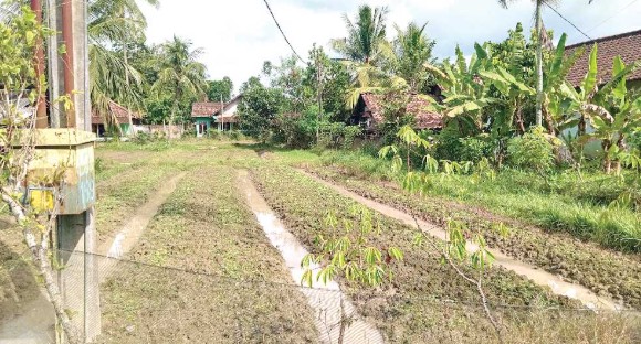 Petani OKU Timur Panen 800 Ikat Bayam dalam 20 Hari