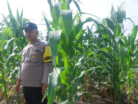 Dorong Warga Tanam Jagung untuk Ketahanan Pangan
