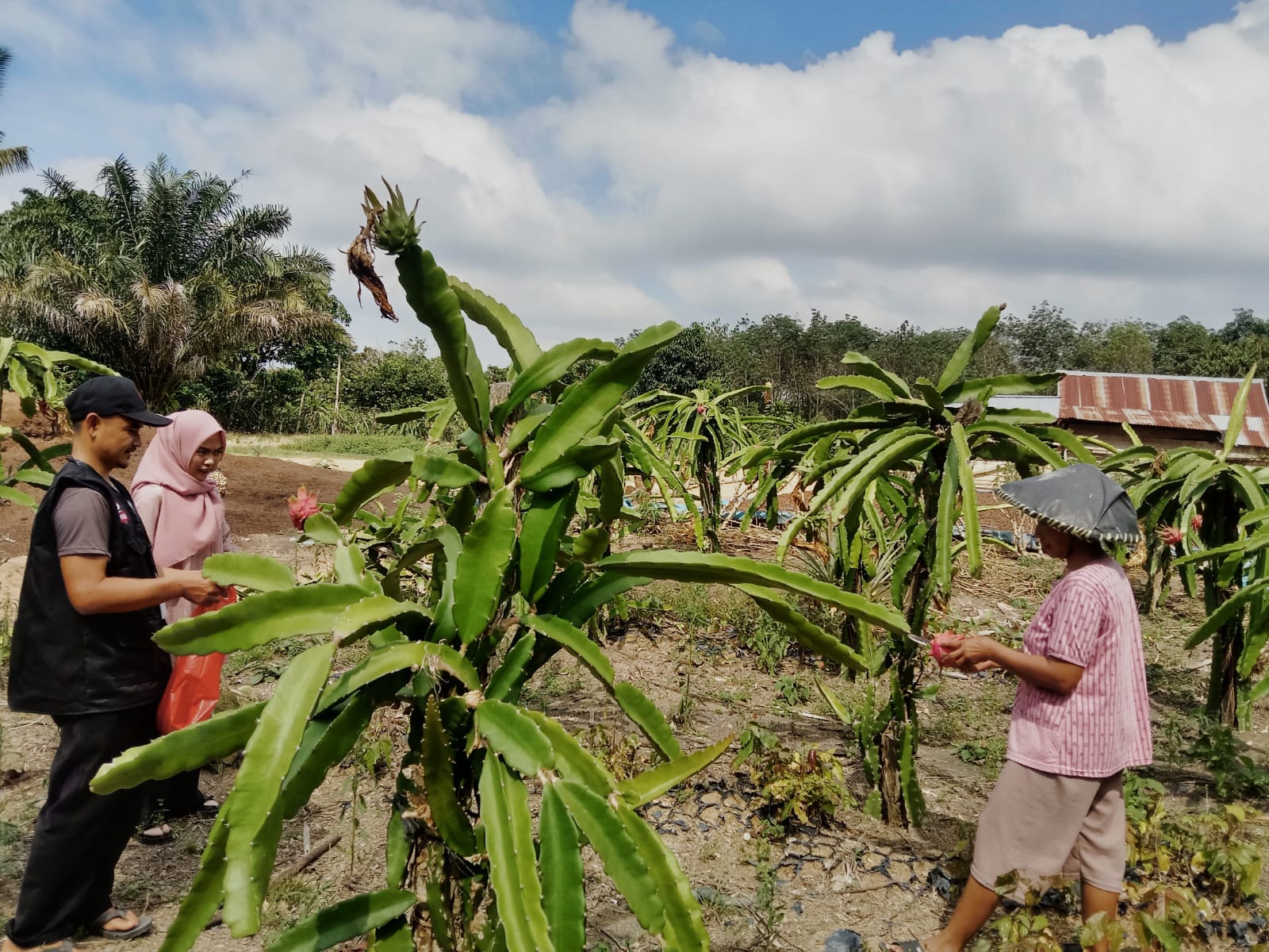 Tanam Buah Naga Masih Menguntungkan Untuk Dapat Rezeki Tambahan