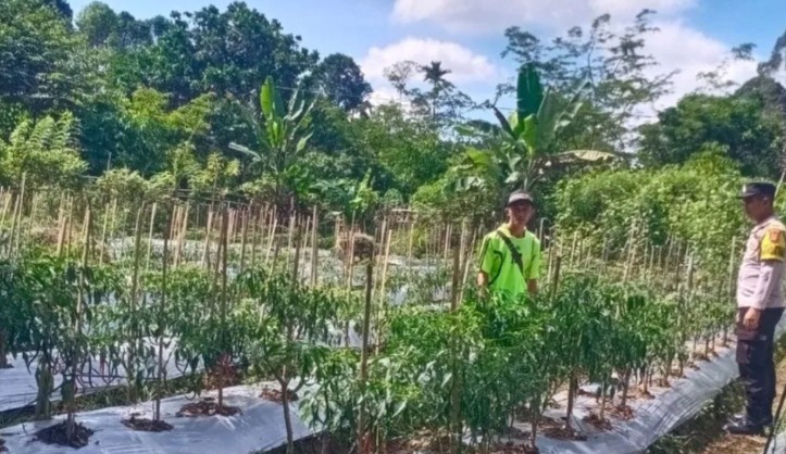 Polsek Kisam Tinggi Bantu Warga Rawat Kebun Cabai, Dukung Ketahanan Pangan