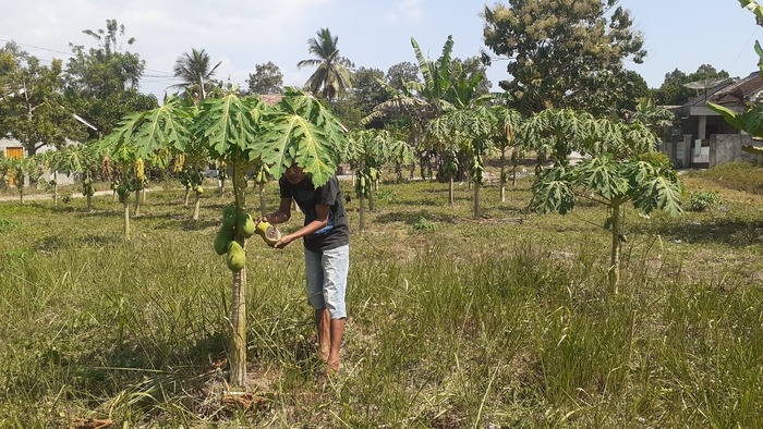 Akibat Kemarau, Banyak Buah Petani di OKU Selatan Gagal Panen