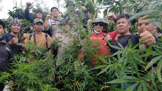 Polisi Temukan 1,5 Hektar Ladang Ganja Ditengah Kebun Kopi