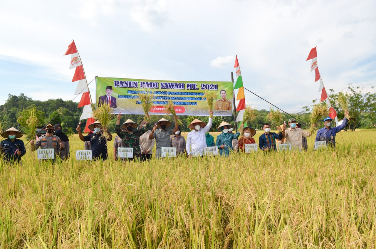 Plh Bupati OKU Panen Raya Padi Di Desa Gunung Liwat