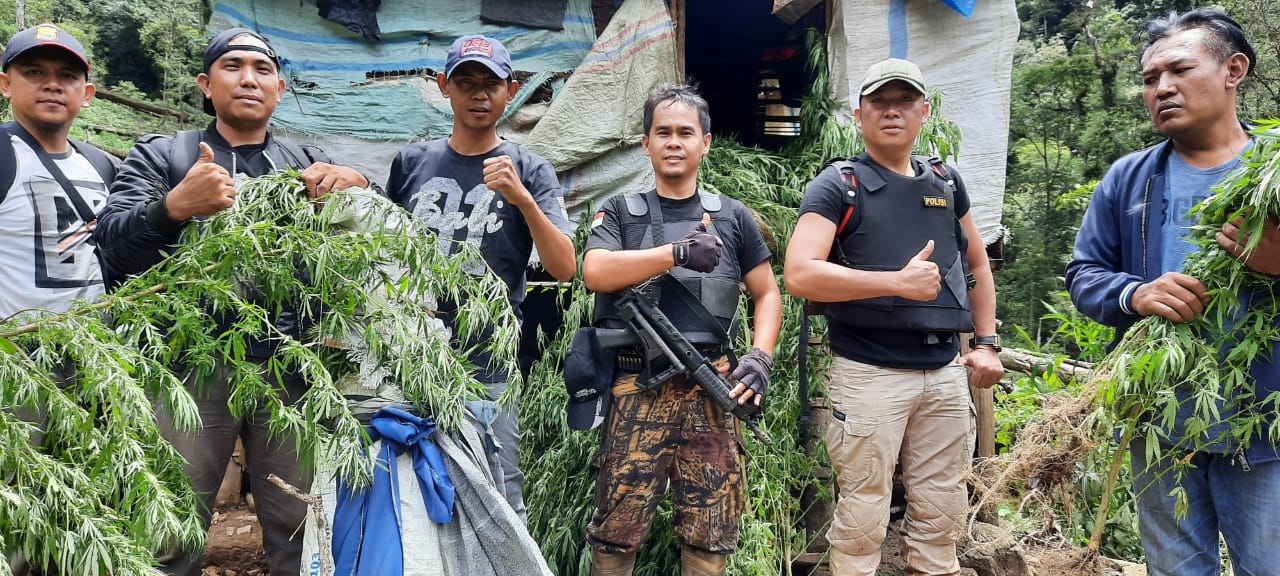 Polisi Temukan 1,5 Hektar Kebun Ganja di Hutan Lindung