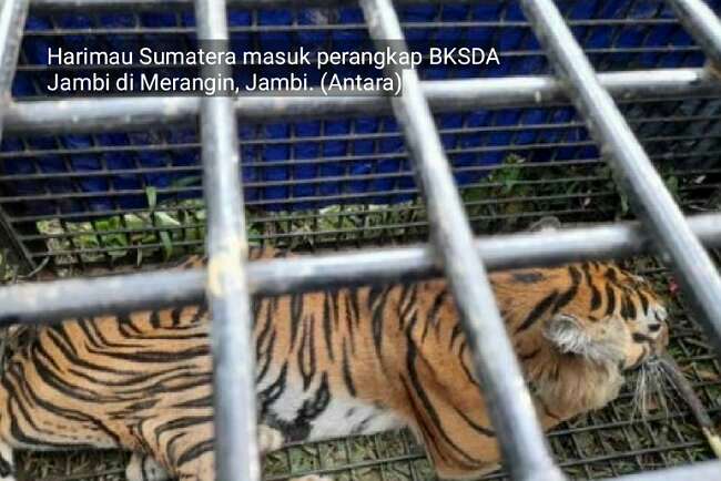 Asyik Main Game Online, Pemuda Di Jambi Tewas Diterkam Harimau