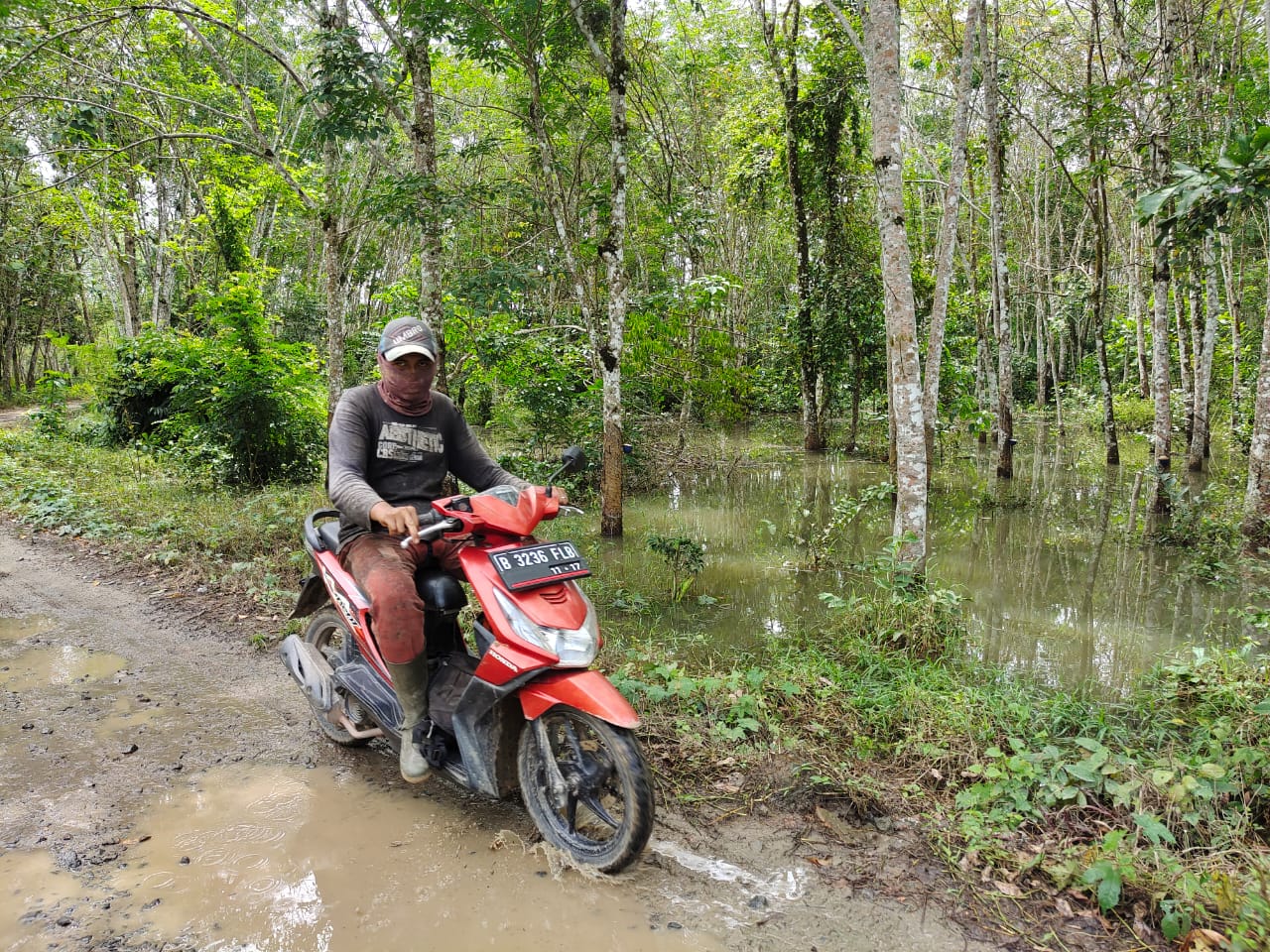 Kebun Karet Terendam Banjir, Menyulitkan Petani Karet