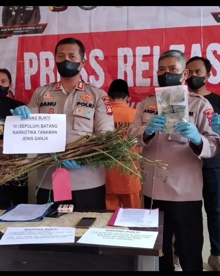 Nah Loh ! Polisi Sebut  Berkemungkinan Masih Ada Tanaman Ganja di Tempat Lain