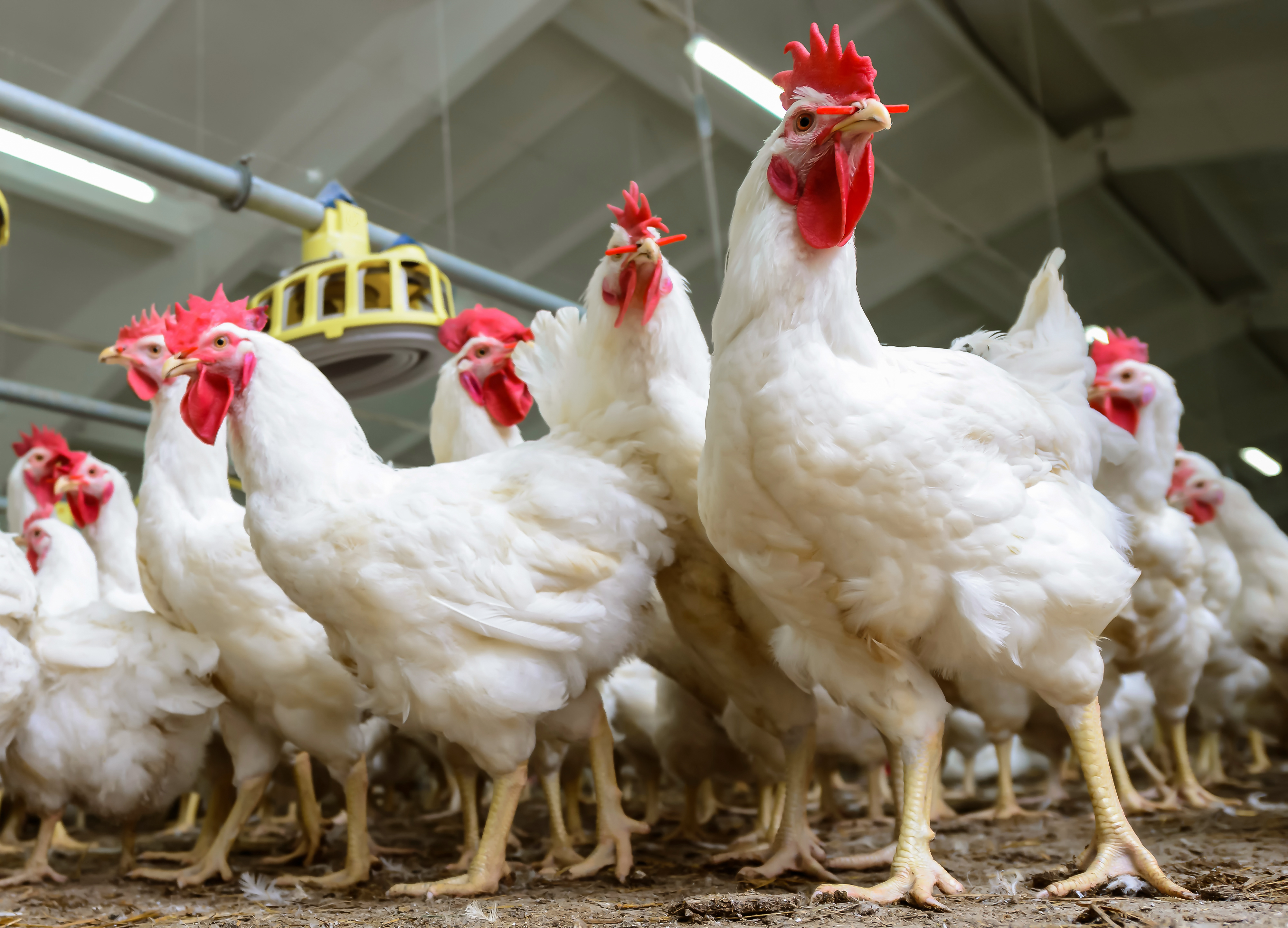Pengiriman Membludak, Harga Daging Ayam Turun