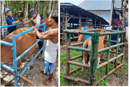 Pemeriksaan Sapi Bali Setelah Vaksin Jembrana