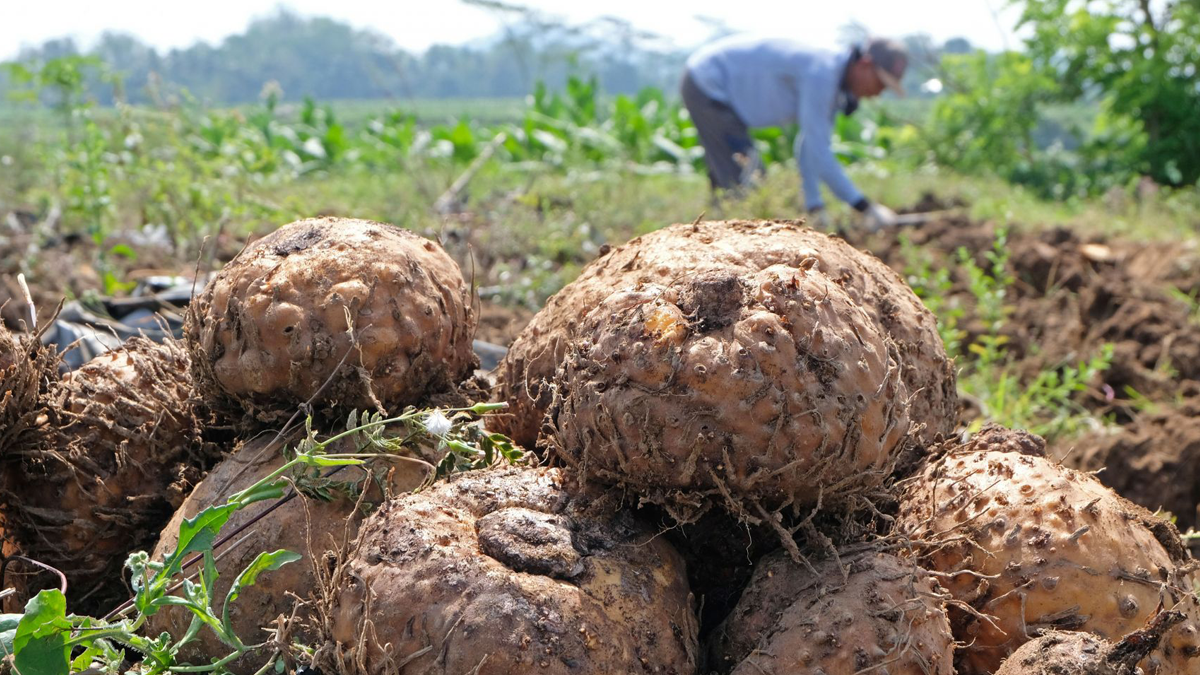 April, Petani Berencana Panen Porang