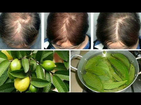 Rambut Anda Rontok dan Botak? Coba Atasi dengan Daun Buah Ini