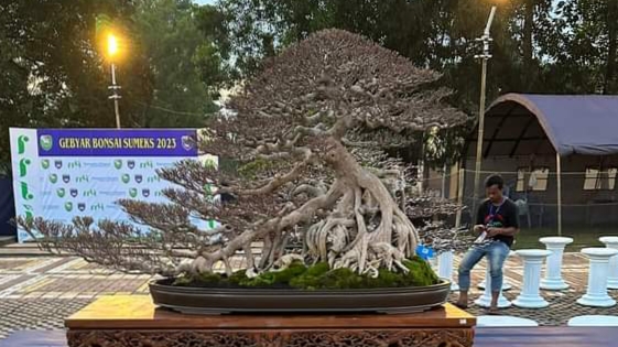 Gebyar Bonsai Sumeks: 280 Bonsai Dipamerkan di Lapangan Merdeka OKU Timur