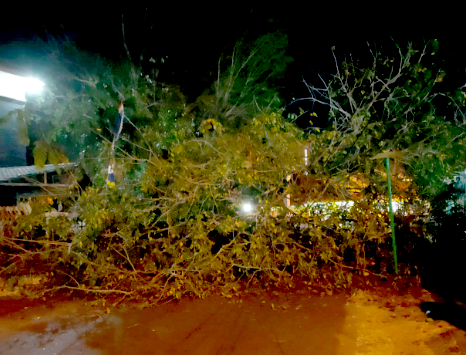 Angin Deras di Baturaja, Pohon Tumbang Tutupi Jalan Depan Kantor Dispora, Begini Kondisinya Saat ini