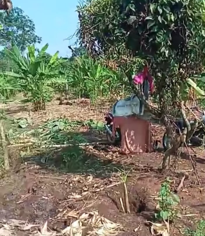 Kawanan Gajah Terus menghantui Warga, Kerap Rusak Area Perkebunan