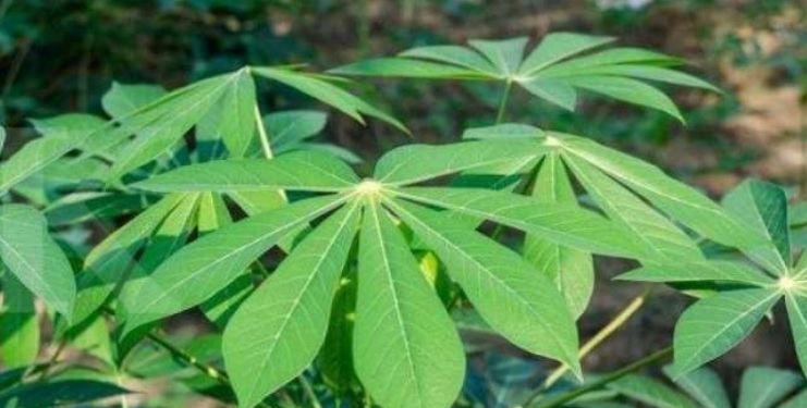Mengenal Manfaat Tersembunyi Daun Singkong untuk Kesehatan