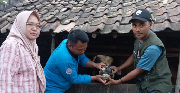 Intensif Lakukan Pemeriksaan Kesehatan Hewan Kurban