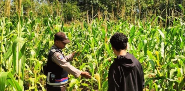 Dukung Ketahanan Pangan, Cek Tanaman Jagung di Desa Binaan