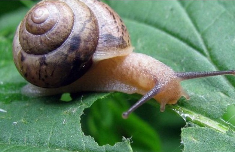 Keunikan Siput yang Jarang Orang Tahu.  Miliki Gigi Seperti Pisau hingga Hidup Beberapa Dekade   