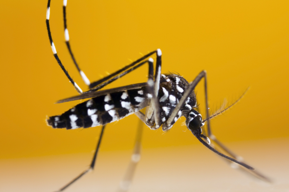 Waspada Virus Japanese Encephalitis atau Radang otak dari Gigitan Nyamuk, Begini Gejalanya