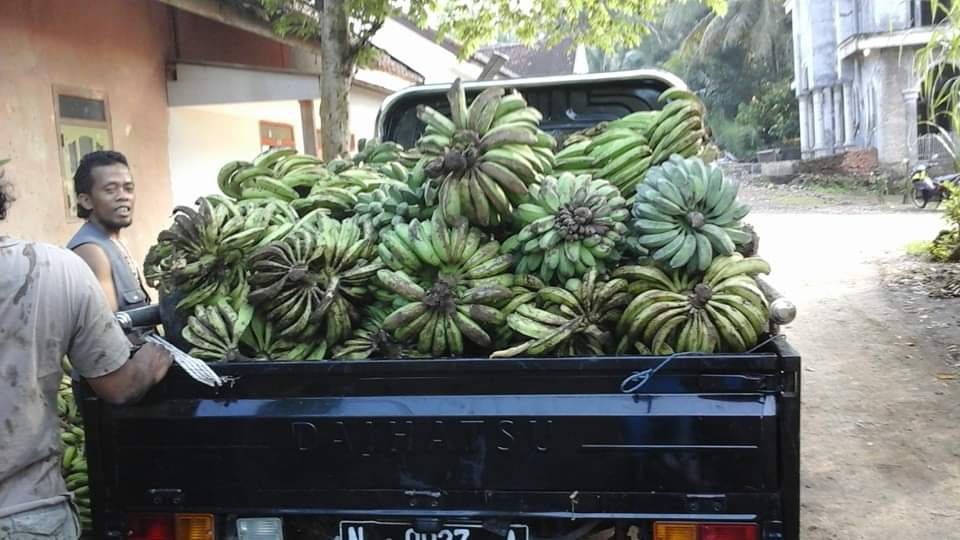 Musim Kemarau, Harga Pisang di OKU Merangkak Naik