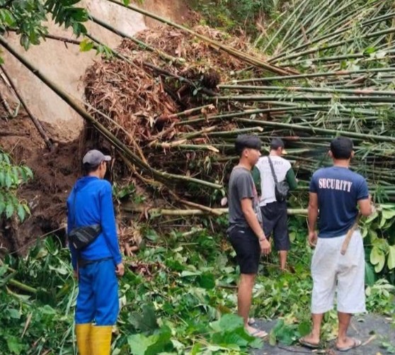 Akses Jalan Desa Tertutup Rumpun Bambu Ambrol Akibat Hujan Deras
