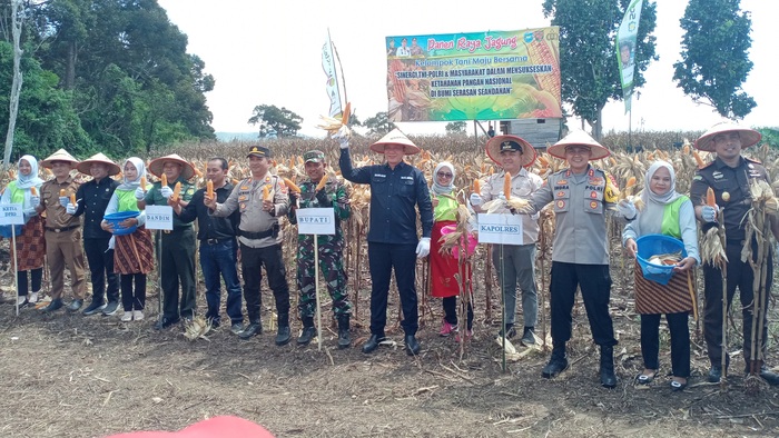 Panen Jagung di OKU Selatan Meningkat, Per Hektarnya Capai Segini 