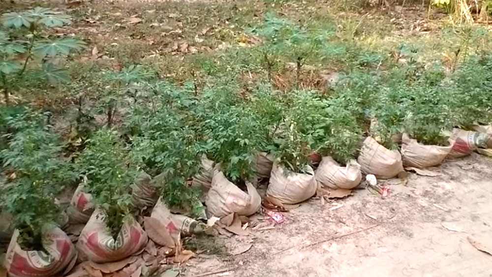 Manfaatkan Karung Semen jadi Polybag