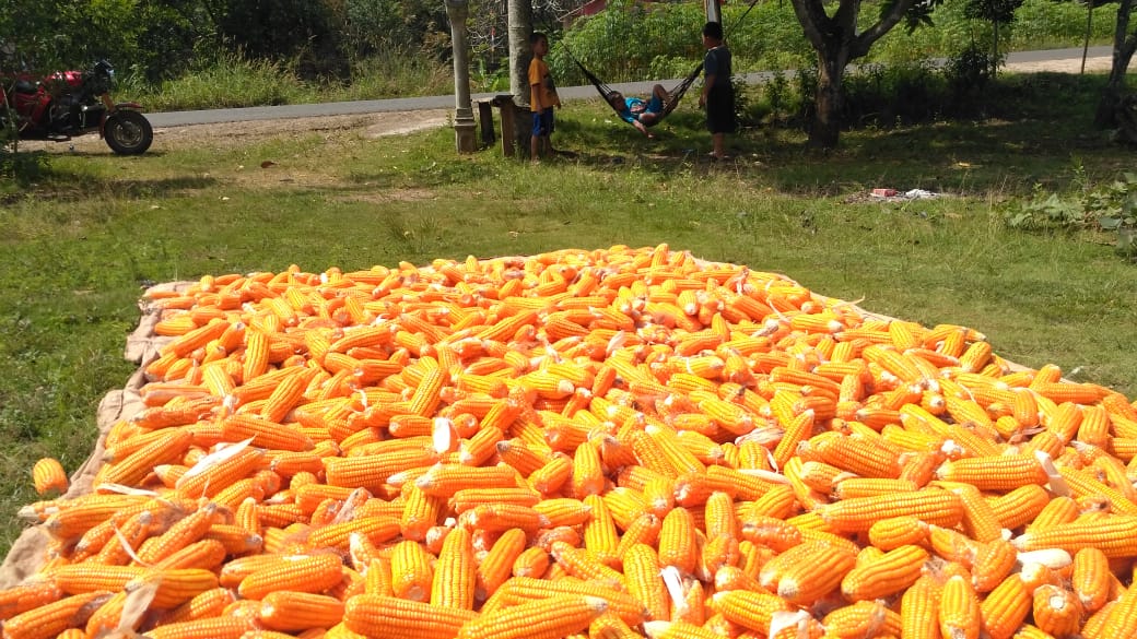 Jelang Panen Harga Jagung  di OKU Mulai Turun