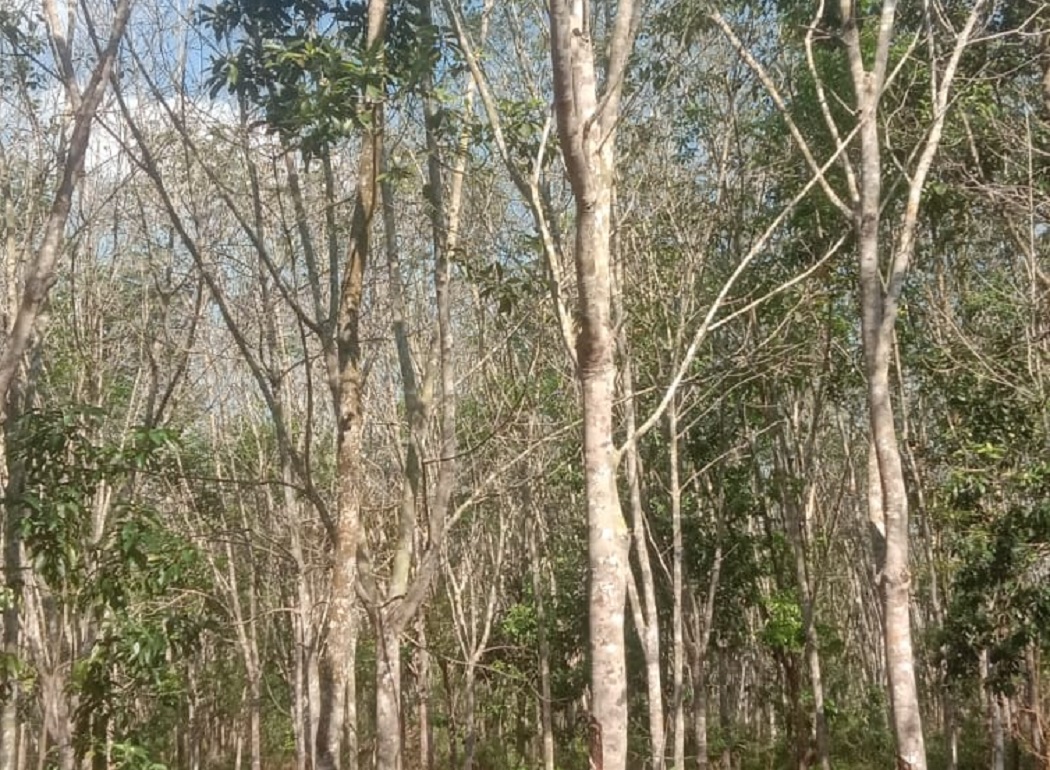 Petani di OKU Menjerit  Produksi Anjlok, Harga Turun 