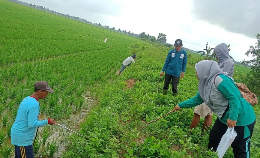 Basmi Tikus Sawah Musuh Alami Petani Padi di OKU Timur 