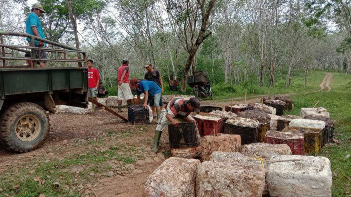 Harga Karet dan Sawit Kompak Turun. Ini Dampaknya Bagi Petani...