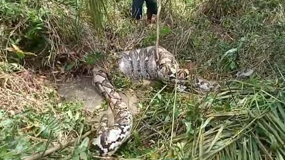 Warga Temukan Ular dengan Perut Besar di Banyuasin. Isinya....