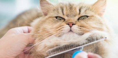 Risiko Kesehatan dari Bulu Kucing dan Cara Menghindarinya