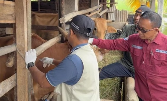 Jelang Ramadan dan Idul Fitri, 5.000 Ternak di OKU Timur Divaksin PMK