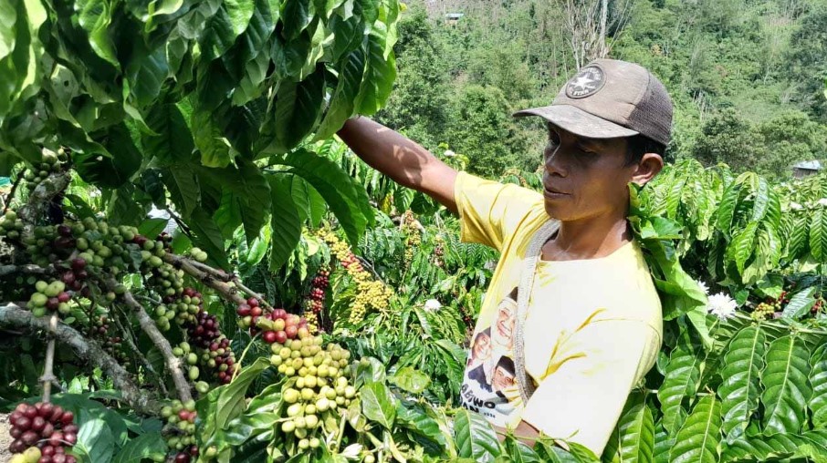 Harga Turun, Petani Pilih Simpan Kopi