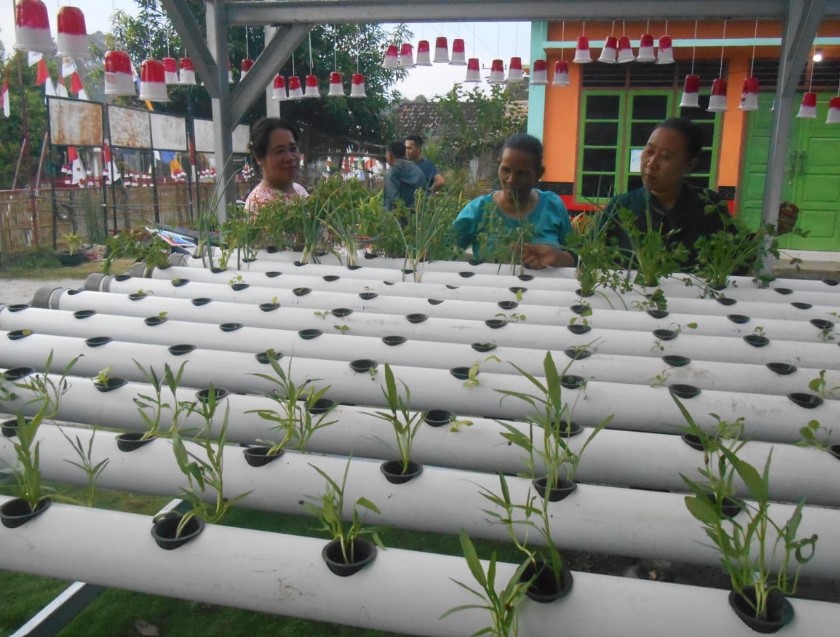 Penuhi Kebutuhan Sayur, Petani di OKU Selatan Bercocok Tanam Gunakan Metode Hidroponik