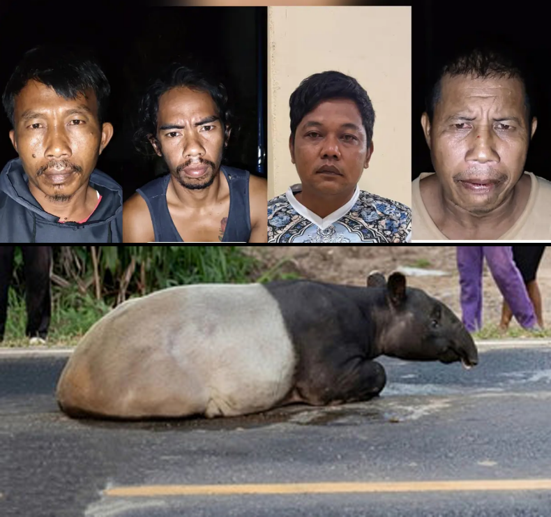 Tapir Dilindungi Disembelih, Empat Warga Mesuji Ditangkap Polisi