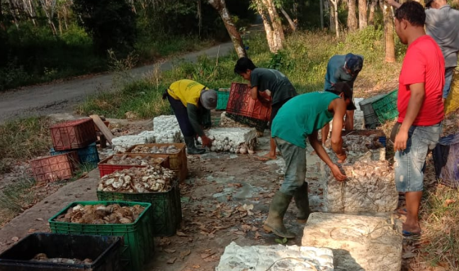 Getah Karet di OKU Dihargai Rp 13.500, Produksi Getah Turun 