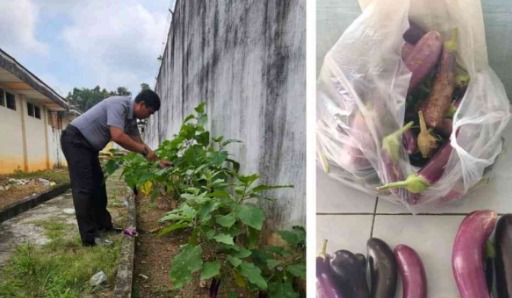 Warga Binaan Rutan Baturaja Turut Jaga Ketahanan Pangan