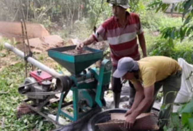 Harga Kopi di OKU Selatan Naik, Kini Capai Rp60 Ribu per Kilogram