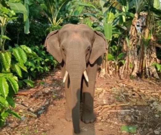 Lima Gajah Liar Masuk Permukiman, Rusak Kebun Warga