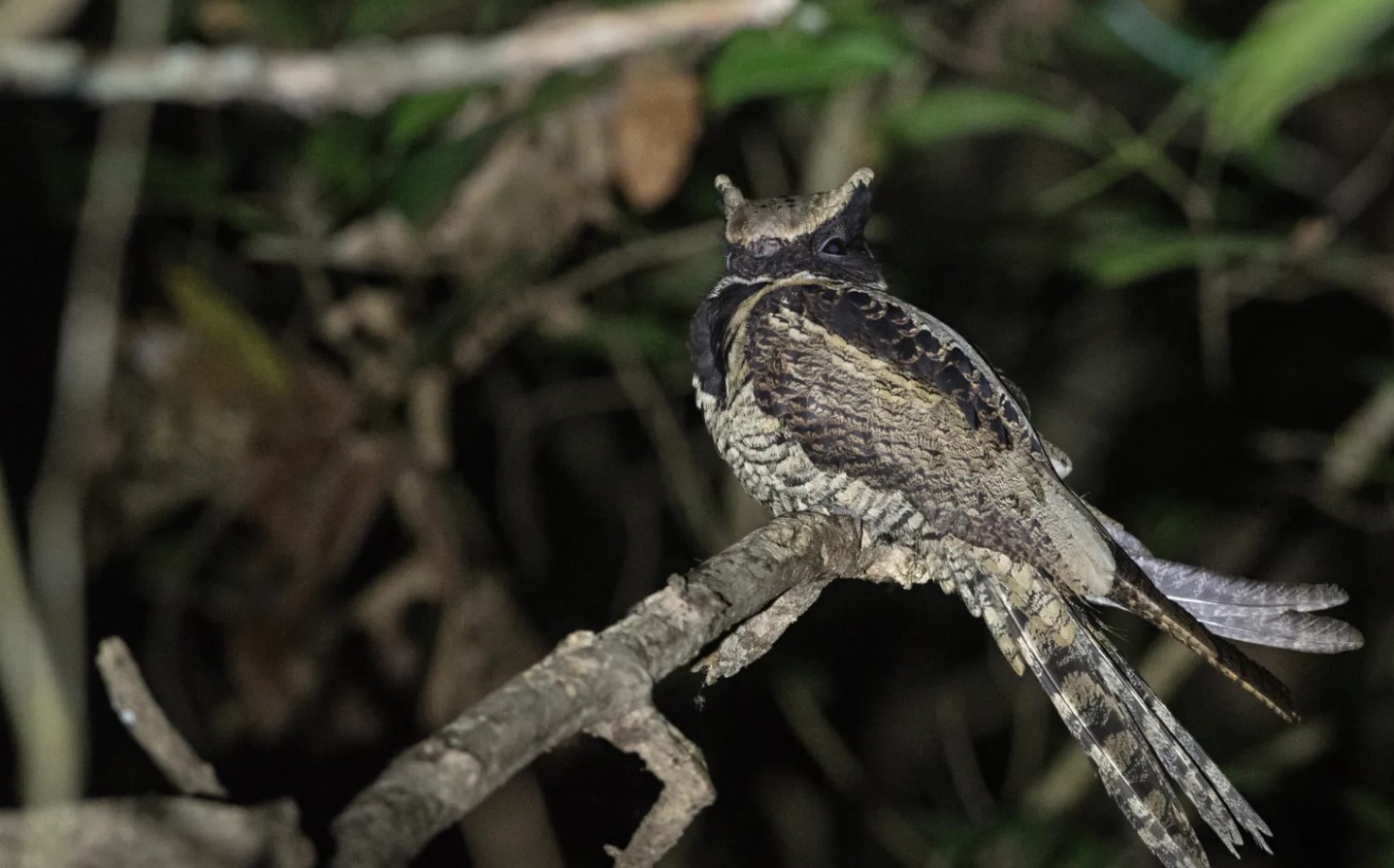 Great Eared Nightjar Kenalan Yuk Sama Burung yang Mirip Naga!