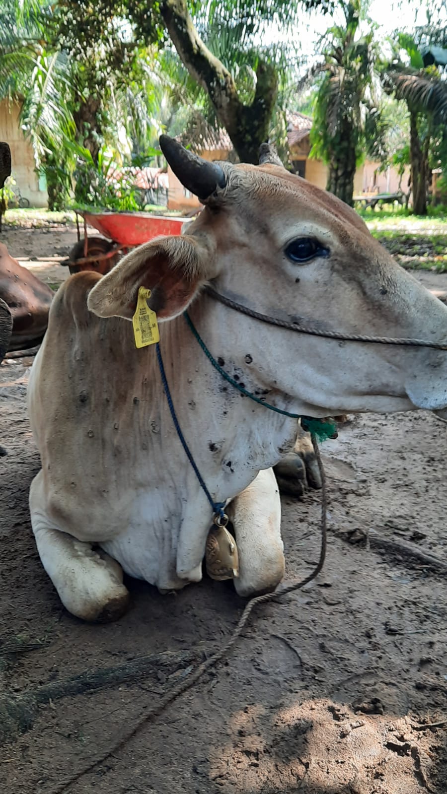 Ratusan Sapi di OKU Diserang Lato-Lato